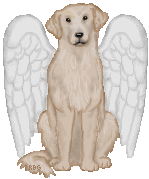 Canine With Wings