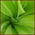 Natural Home Cures - Antioxidants